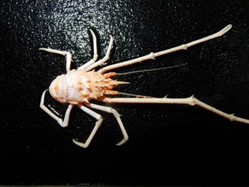 Media type: image;   Invertebrate Zoology 151039